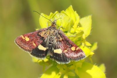 Pyrausta aurata