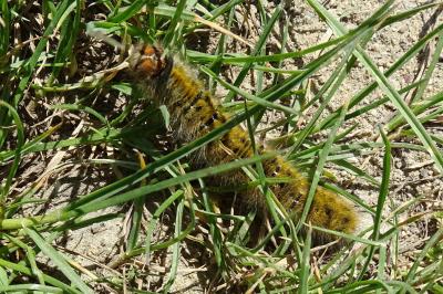 Lasiocampa trifolii trifolii