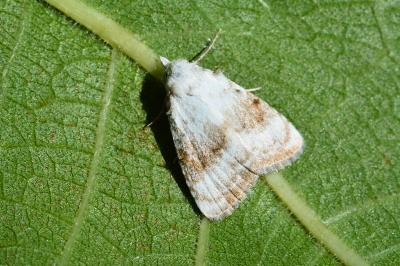 Meganola albula