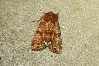 Ceramica pisi