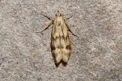 Homoeosoma sinuella