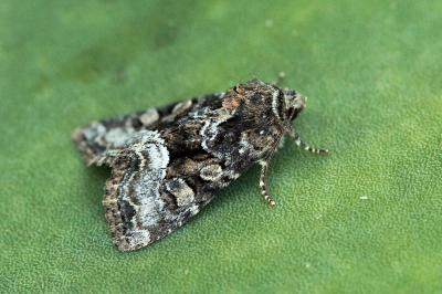 Oligia versicolor