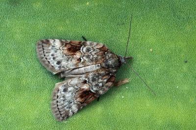 Nycteola revayana