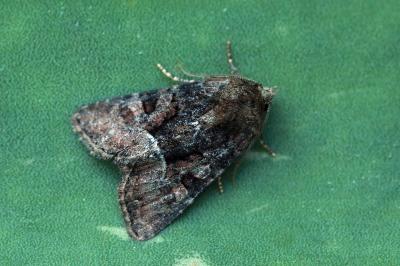 Oligia latruncula