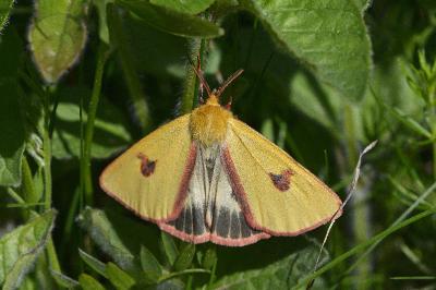 Diacrisia sannio