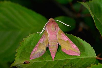 Deilephila porcellus