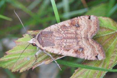 Noctua pronuba