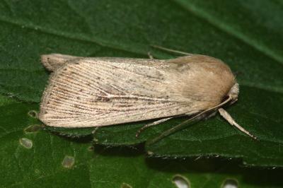 Leucania obsoleta