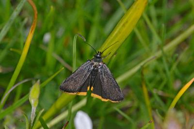 Catastia marginea