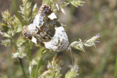 Acontia lucida