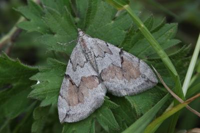 Pennithera ulicata