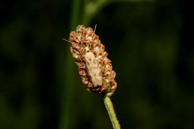 Homoeosoma sinuella
