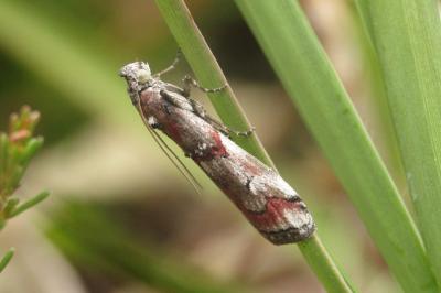 Pempelia palumbella