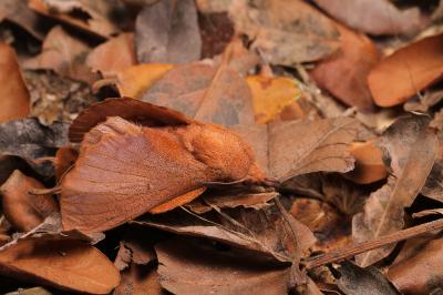 Gastropacha quercifolia