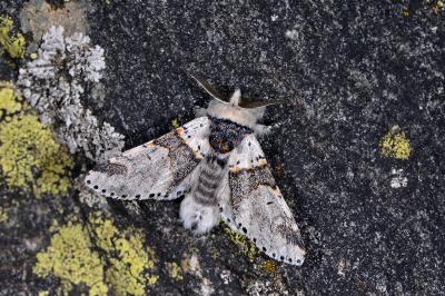 Furcula furcula