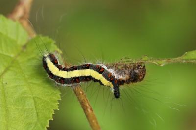 Acronicta psi