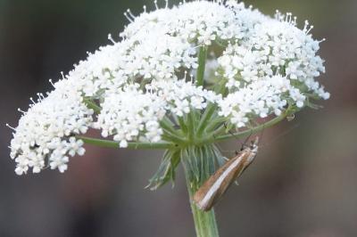 Catoptria bolivari