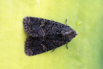 Mesapamea secalis