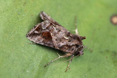 Ctenoplusia accentifera