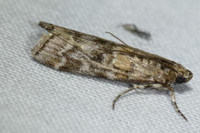 Dioryctria sylvestrella