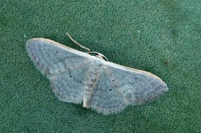 Idaea distinctaria