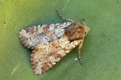 Apamea sordens
