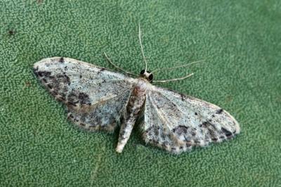 Idaea efflorata