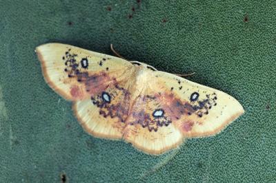Cyclophora albiocellaria