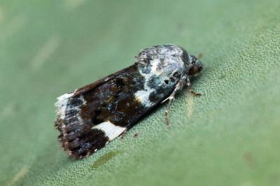 Acontia lucida