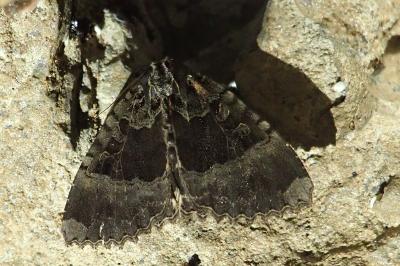 Mormo maura