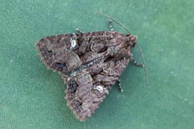 Mesapamea secalis