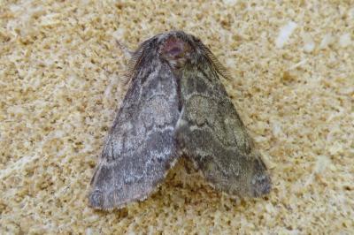 Gluphisia crenata