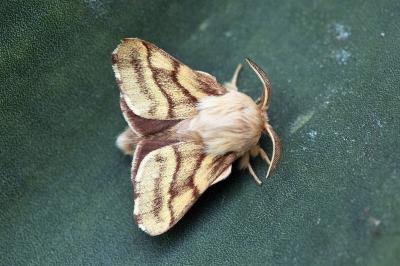 Malacosoma castrense