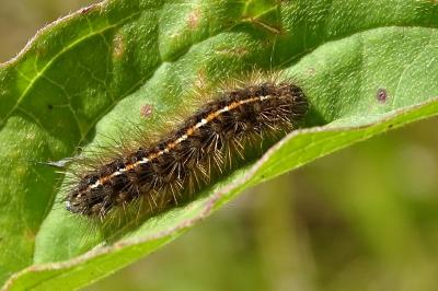 Diacrisia sannio