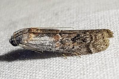 Phycita