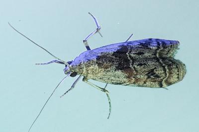 Phycita