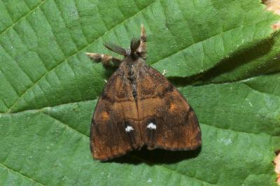 Orgyia antiqua
