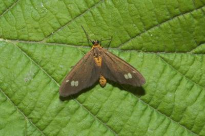 Dysauxes ancilla