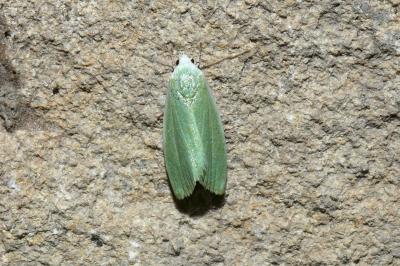 Earias clorana