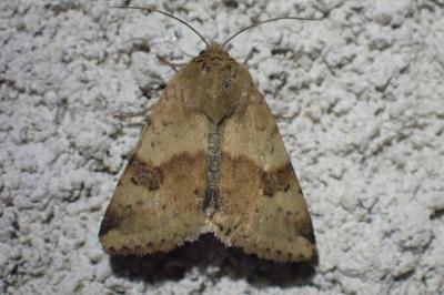 Heliothis viriplaca