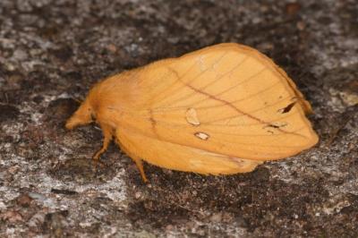 Euthrix potatoria