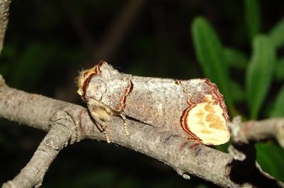 Phalera bucephala