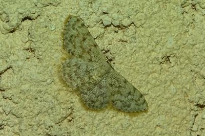 Scopula asellaria asellaria