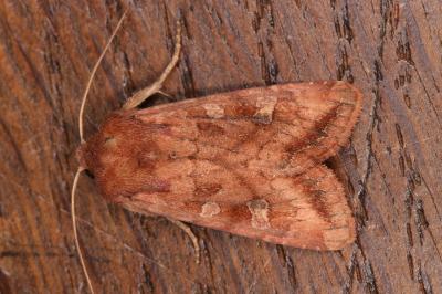 Lacanobia splendens