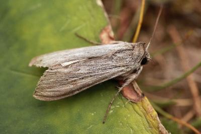 Cucullia campanulae