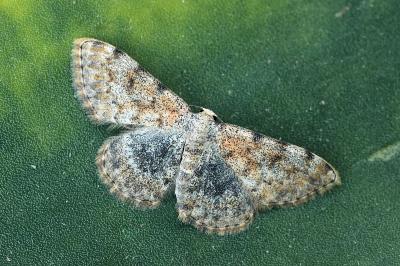 Scopula rufomixtaria