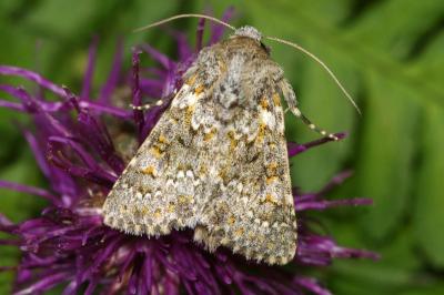 Hecatera dysodea