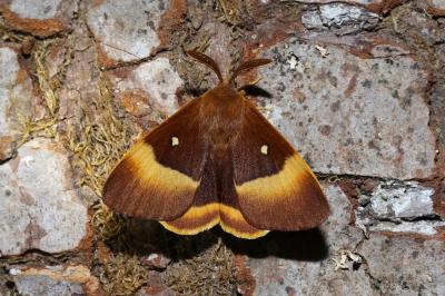 Lasiocampa quercus quercus