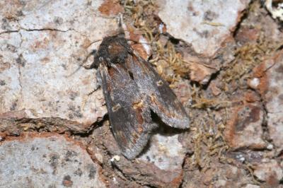Notodonta dromedarius