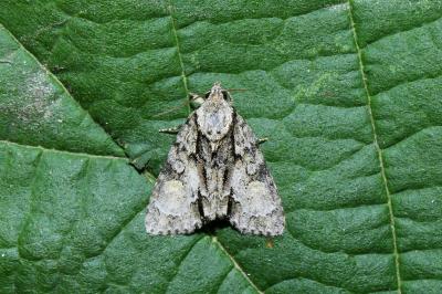 Acronicta strigosa